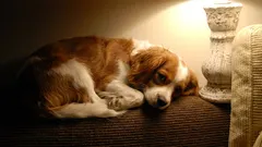 Deve-se deixar a luz acesa quando o cão fica sozinho em casa?