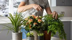 Como eu preservo minhas plantas domésticas no inverno. Algumas dicas pessoais