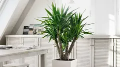 Estas 11 árvores de interior irão rapidamente tornar qualquer espaço mais verde.