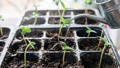 Como regar as mudas para evitar o aparecimento de pés pretos: a regra de ouro da rega