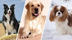 Raças de cães nervosas: 5 cães que se agitam mais do que todos os outros