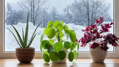 Como cuidar das plantas de interior para que sobrevivam ao inverno: siga estes passos simples