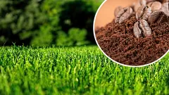 Borras de café no gramado: quanto aplicar para torná-lo mais espesso e verde sem mofo